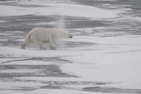 Eisbär © Hans Oerter