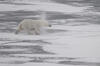 Er steht auf der Liste der bedrohten Arten: der Eisbär. Sein Lebensraum, das ewige Eis, ist Thema des nächsten Vortrags zur DBU-Ausstellung Klimawerkstatt. © Hans Oerter